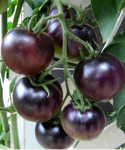 Cà chua đen